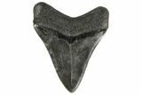 Fossil Megalodon Tooth - South Carolina #182714-1